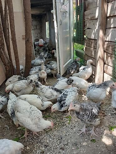 bildircin cucələri: Serebris çolpalari 2 ayliq — 5