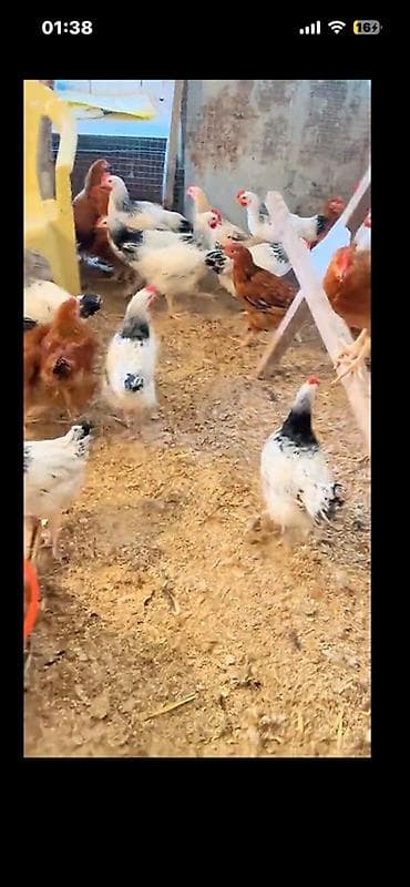 Inəklər, öküzlər: Toyuq, Ətlik — 3