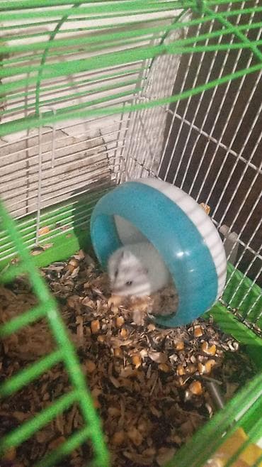 4 denesi bala xamyak 4 du 10 manata
4 du erkeydi