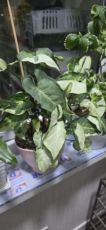 begonvil gulu: Ev gulleri satiram.Unvan kohne gunesli.Catdirilma metro — 2