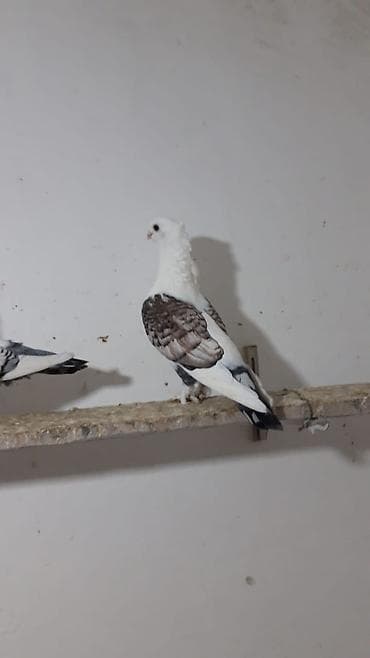 Hazır cüt türk cinsi hunkariler hamsi bala veren quşlardi cütü — 6