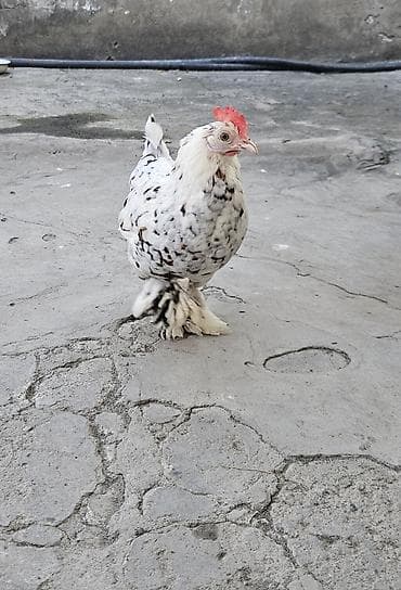 Yaponka satılır fərə ildə iki dəfə kürt yatır