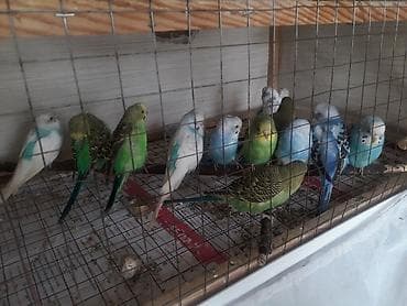 попугай ара цена: Quşlar 10azn fikri ciddi olan vatcapda yazsin sumqayìt — 3