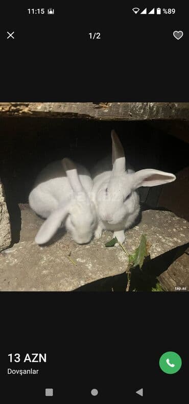 dovşanlar: Ağ rəngli dovşanlar - Uzunqulaq, tüklü ağ dovşanlar - Qırmızı gözlü — 2