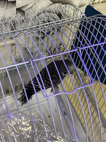 sumqayit qəfəs: Dalmatin rəngli dalğalı tutuquşu cütü və qəfəs dəsti Məhsul tərkibi — 4