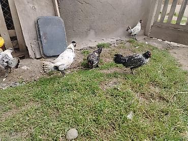 cins inəklərin satışı: Toyuq, Yumurtalıq — 3