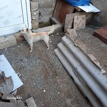 Kiçik ölçülü it – açıq krem rəngli, qısa tüklü - Növ: it (kiçik ölçü) lalafo.az -da Kiçik ölçülü it – açıq krem rəngli, qısa tüklü - Növ: it (kiçik ölçü)