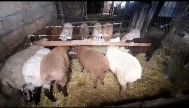 quzu şəkilləri: Mal-qara: Qoyun və quzular Təsvir: - Tövlədə saxlanılan müxtəlif — 1