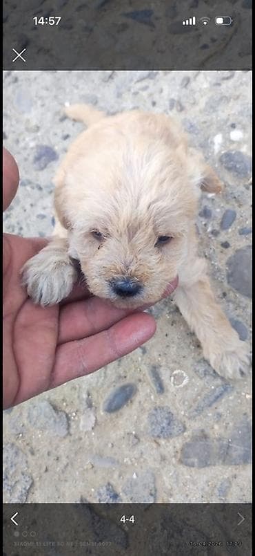 ov iti satanlar: Peyvəndli — 1