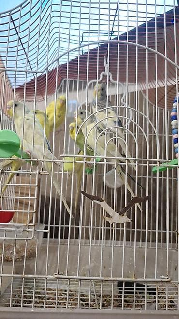 ev it: Seçmə rənglərdə dalmatin və klassik naxışlı seyrək dalğalı (büdcərqar) — 5