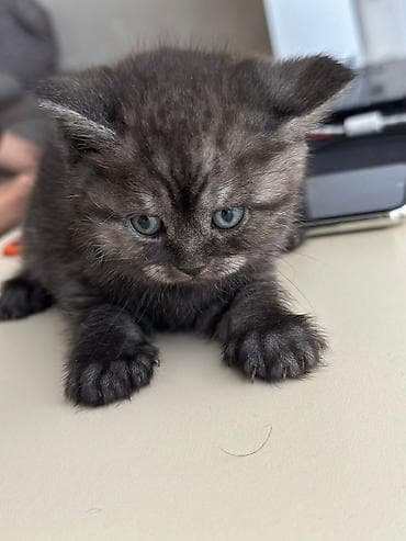 Pişiklər: Pişiklər üçün mavi detallarla təchiz olunmuş çoxfunksiyalı oyun — 9