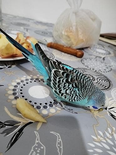 muhabbet kuşu satış: Bir Cüt Qəfəslə Birlikdə Hazır Maya Papuqay Satılır Dişi Quş Hal — 7