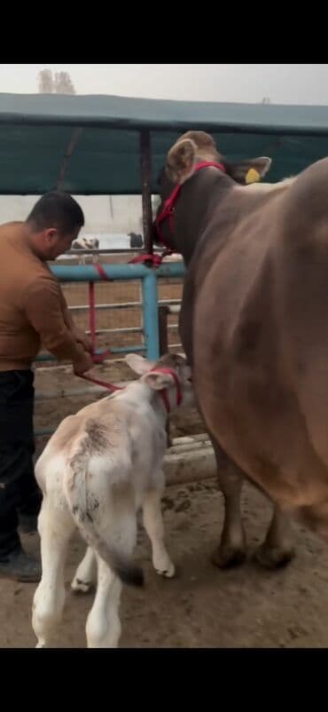 xaçmazda inəklər: Simental tipli inək və buzov dəsti - Cins/Tip: Simental (qəhvəyi — 6