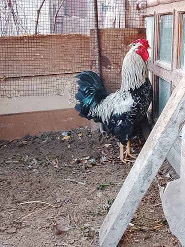 ördək balası və cücə: Məhsul: Xoruzlar sağlam heyvanlardı ünvan Kürdəxanı — 2