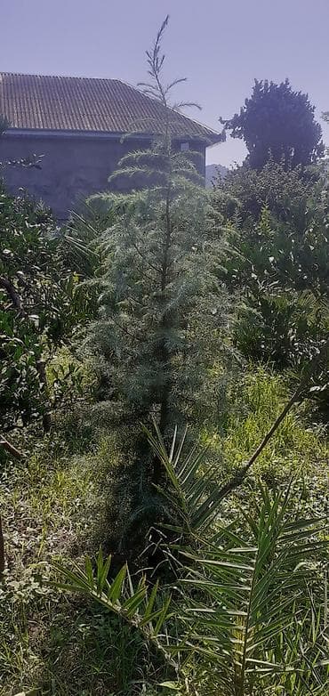 dekor patalok: Dekarativ ağaclar — 9