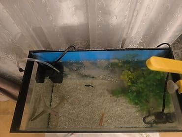 homm bitkisel az: Akvarium 40 sm uzunluğu 21 sm eni 30 sm hündüründə. 1 aydır alınıb — 5