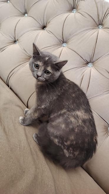 menks cinsi pisik: Dişi, Ödənişli çatdırılma — 1