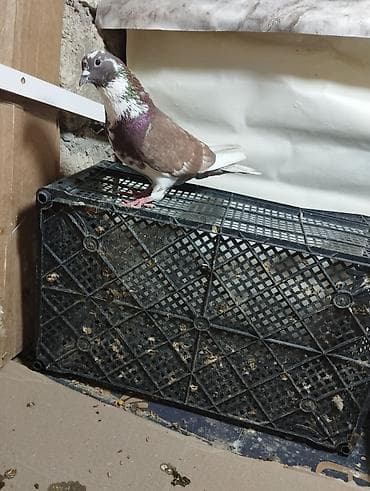 lelek: Evdə saxlanılan müxtəlif rəngli göyərçinlər - Növlər: uçan yerli — 6