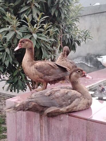 cucə və xoruz təmsil: Muscovy ördəkləri Qirmizi Oküz kimi tanınır Krasnadar sortu qəhvəyi — 4