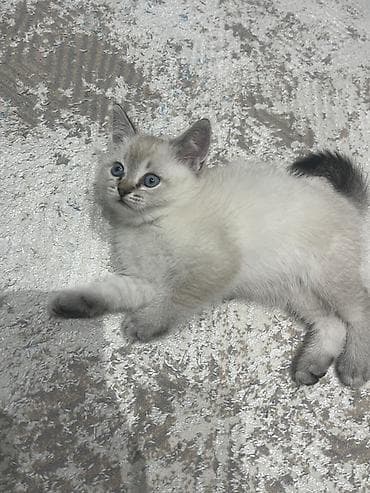 Gəmiricilər: Şinşilla, Dişi, Erkək, Ünvandan götürmə — 10