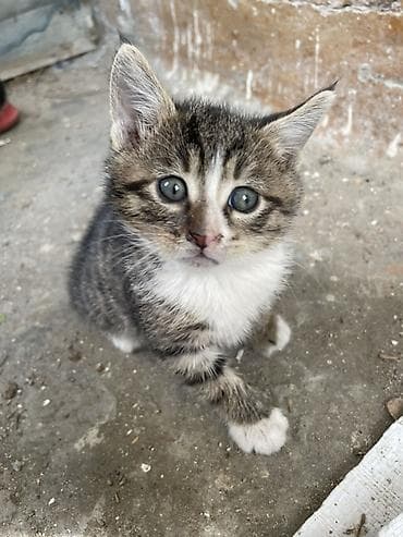 ucuz pisik satisi: Yaxşı əllərə, Pulsuz çatdırılma — 2