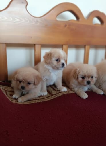avçarka itləri: Pekines — 3