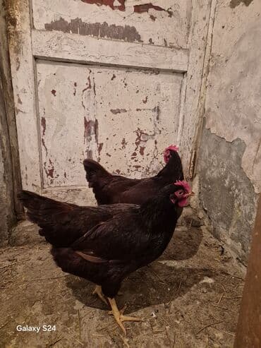 Qoyunlar, qoçlar: Toyuq, Yumurtalıq — 8