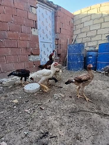 qızıl quş: Toyuq cücələri, Ətlik — 6