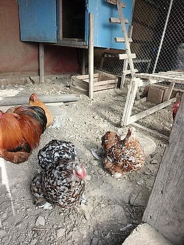 Toyuq, Damazlıq, Rayonlara çatdırılma