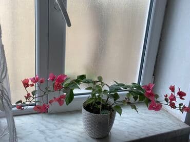 tebii gül sekilleri: Buqnibelya gulu canlı gul — 1