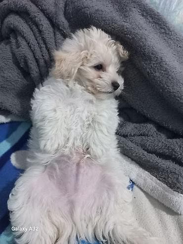 ağ haski: Pudel, 2 ay, Erkek, Pulsuz çatdırılma — 3