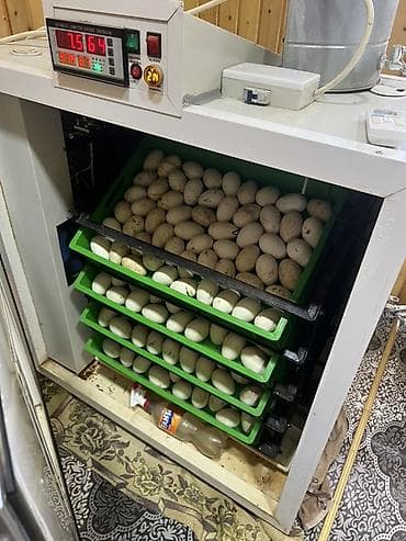 Sənaye tipli avtomatik inkubator - Yüksək tutumlu yumurta çıxarma lalafo.az -da Sənaye tipli avtomatik inkubator - Yüksək tutumlu yumurta çıxarma