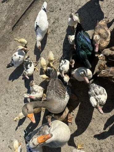 kuban ördek: Salam Aleykum Satılır Ördək Qaz Ördək Cücəsi Toyoq 36 Ədəd Lal Ördək — 30