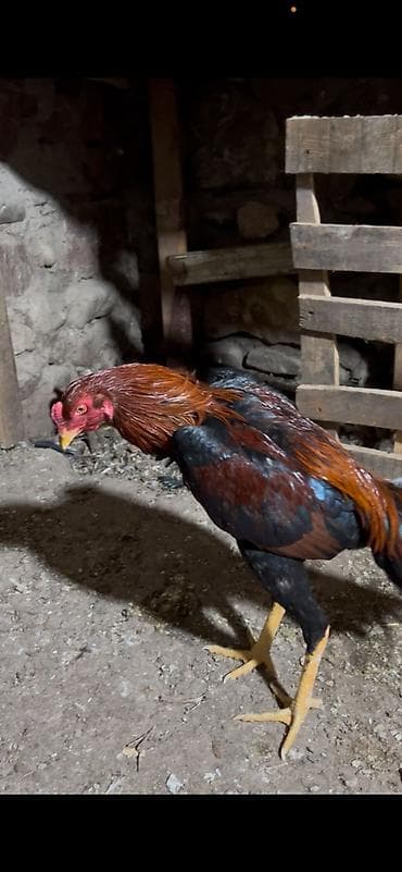 Satlıq xoruz – sağlam, iri cüssəli, uzun ayaqlı. - Növ