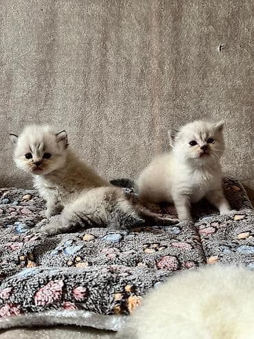 pişik cutləşdirilir: Şirin balaca pişik balaları - Cins: uzun tüklü, qısa burunlu tip — 2