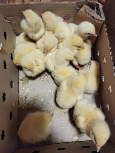 Inəklər, öküzlər: Toyuq cücələri, Ətlik, Ünvandan götürmə — 2