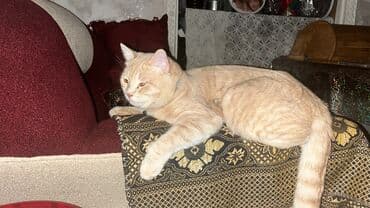 Heyvanlar üçün mallar: İtib şüvəlanda. Şaftalı rəngli ev pişiyi. Adı Simba(Симба)Xahiş edirəm — 1