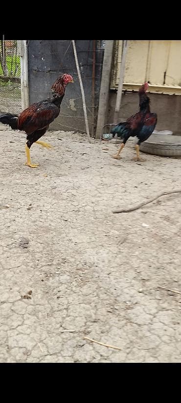 kənd cucesi: 6 ayliq das pipik bece satilir iri hevandi 2 kilo 700 cekisi var sag — 3