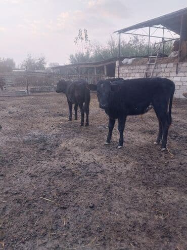 İtlər: 5 dənə erkəy danadi saglam saxlamalı danalardi 0516652777 — 2