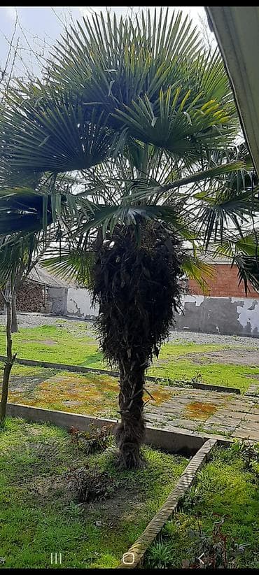 jasmin ağacı: Satılır: Trachycarpus fortunei (Külək palması) - Hündürlük: təxmini — 1