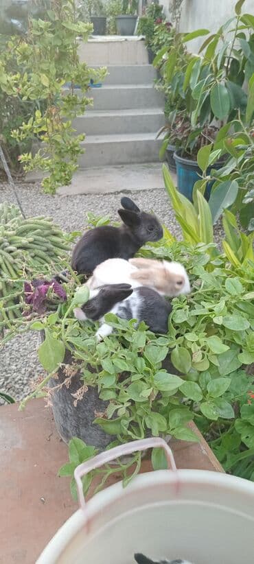 bala dovşanlar: Kalik akor balası 20 eded kom satılır 5 m — 3