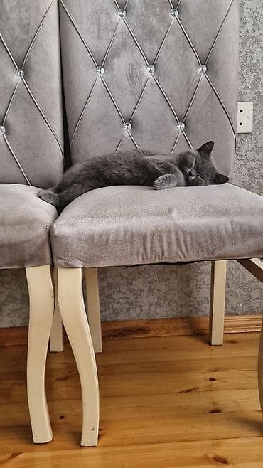 Britan, Erkək, Yaxşı əllərə, Ödənişli çatdırılma lalafo.az -da Britan, Erkək, Yaxşı əllərə, Ödənişli çatdırılma