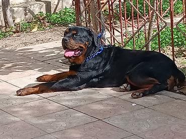 gencede heyvanlar: Rotveyler, 9 ay, Dişi, Peyvəndli, Ünvandan götürmə — 5