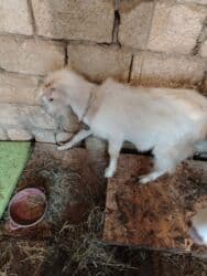 ağ dovşan: Başlıq: Erkey cepisdi Təsvir: Erkey cepisdi - Ağ rəngli, uzun tüklü — 1