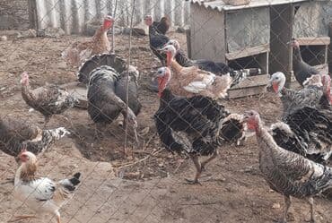 saanen kecisi qiymeti: Həyət hinduşkaları satılır. Qidası buğda və otdur. Tam sağlamdırlar və — 6