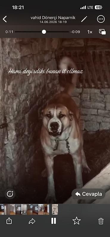 lalafo itlerin satisi: 3 ay, Erkek, Ödənişli çatdırılma — 2