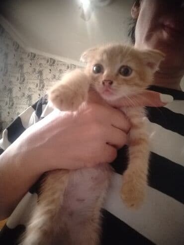 возьму собаку в хорошие руки: Кошки — 4