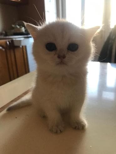 Heyvanlar üçün mallar: Şotland yastı qulaq — 4