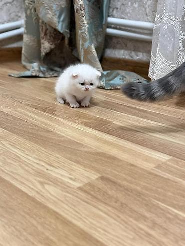 Quşlar: Şotland — 8