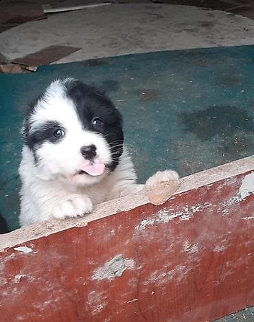 heyvan dermanlari: Qafqaz çoban iti, 1 ay, Dişi — 6